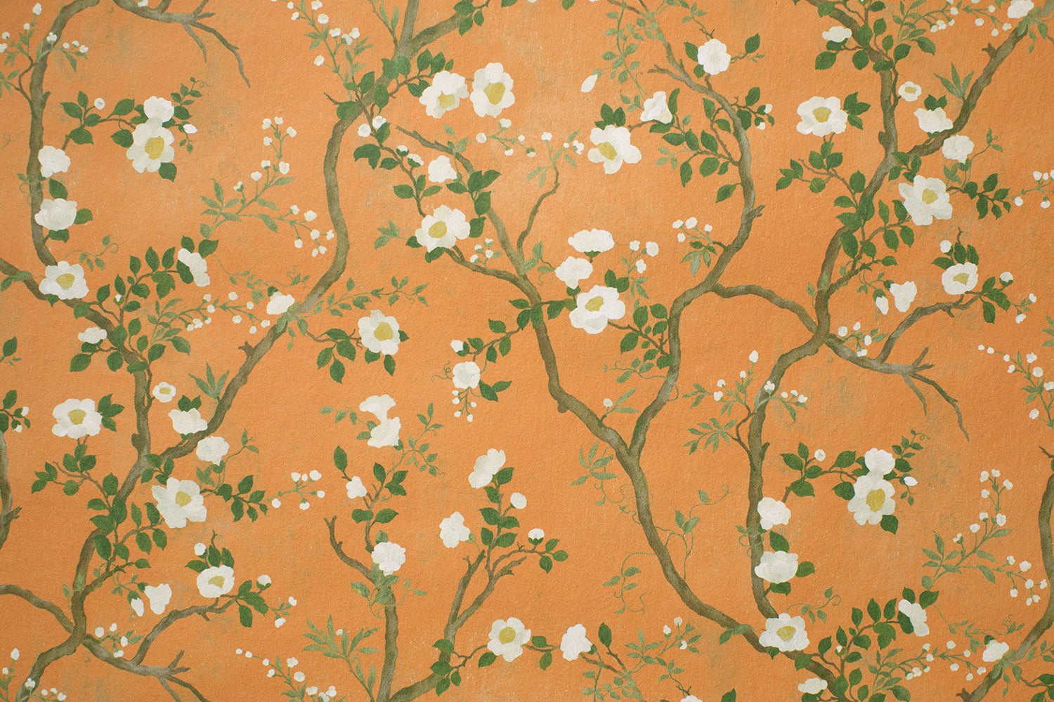 Camellia Petit in Apricot Orange